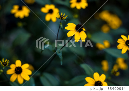 ルドベキア・タカオ 33400014