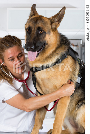 Veterinary with a German Shepherd dog 33400243