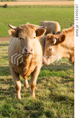 Norman cow in the field Norman cow in the field 33400287