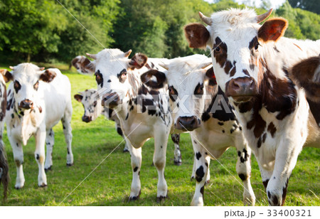 Norman cow in the field 33400321