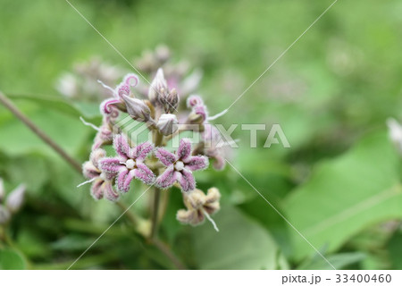 ガガイモの花 33400460