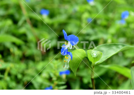 ツユクサの花 33400461
