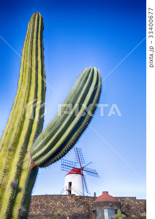 Variety of different cactus Variety of different cactus 33400677