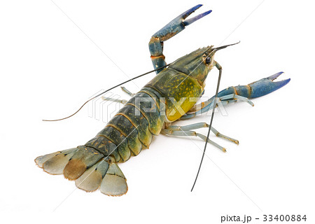 Crayfish or Freshwater lobster  33400884