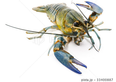 Crayfish or Freshwater lobster  33400887