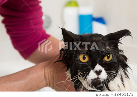 Bathing a cat 33401175