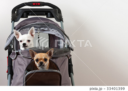 Chihuahua stroller 2024