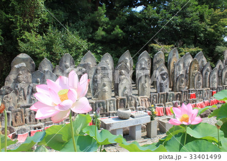 喜光寺石仏と蓮 喜光寺石仏と蓮 33401499