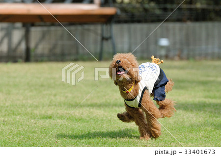 疾走　トイプードル　横構図 33401673