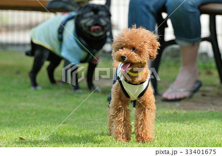 ドッグランのトイプードル　横構図 33401675