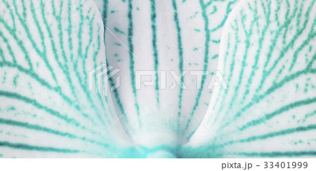 background turquoise-white  petals orchid. Macro.  33401999