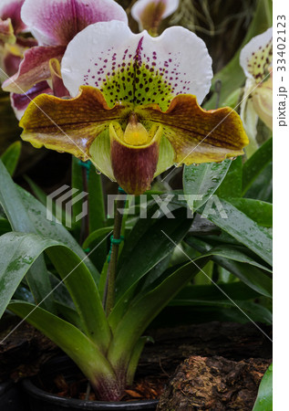 Lady slipper or Paphiopedilum Slipper Orchid 33402123