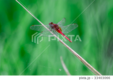 Dragonflies fly into the island green field green  33403066