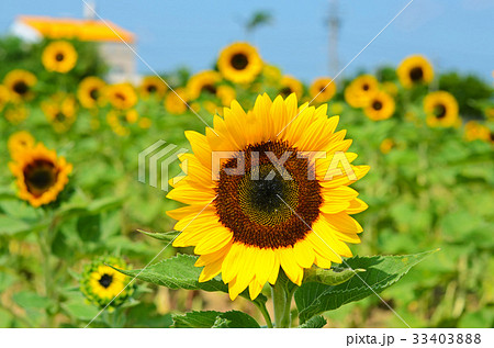 屋外 野外 アウトドア 33403888