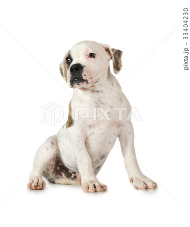 American Bulldog puppy isolated on white 33404230