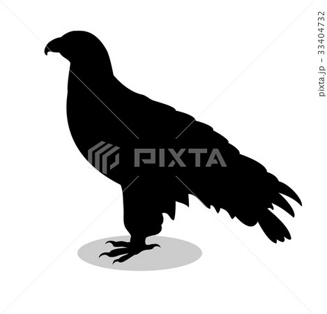 Orlan hawk bird black silhouette animal Orlan hawk bird black silhouette animal 33404732