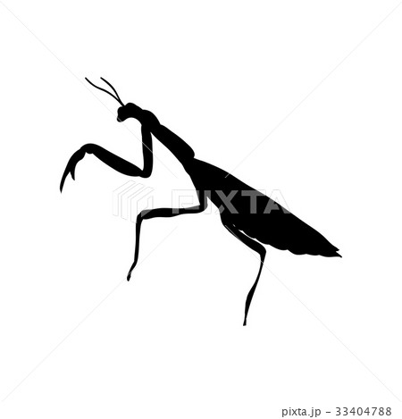 Praying mantis insect black silhouette animal Praying mantis insect black silhouette animal 33404788