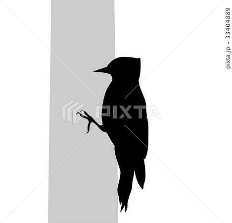 Woodpecker bird  black silhouette animal 33404889