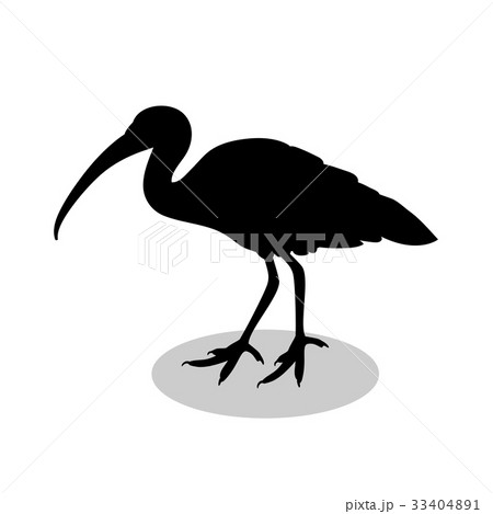 Ibis bird  black silhouette animal 33404891