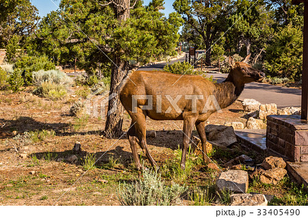 Grand Canyon National Park 33405490