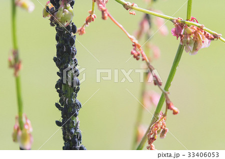 Aphid infestation of garden plants. Aphid infestation of garden plants. 33406053