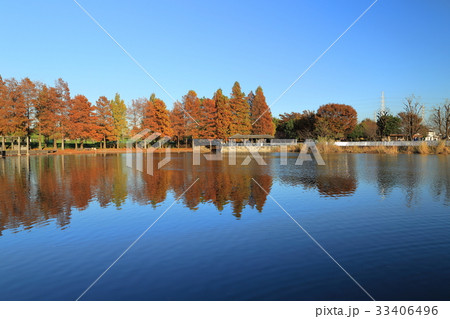 舎人公園のメタセコイア 33406496