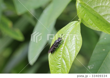 アメリカミズアブ03 アメリカミズアブ03 33409334