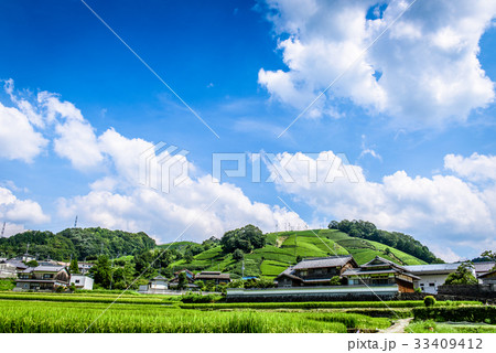 お茶畑 京都 和束町 お茶畑 京都 和束町 33409412