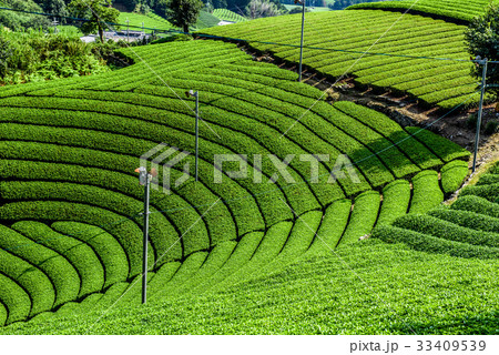 お茶畑　京都　和束町　円形茶園 33409539