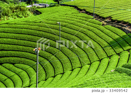 お茶畑 京都 和束町 円形茶園 お茶畑 京都 和束町 円形茶園 33409542