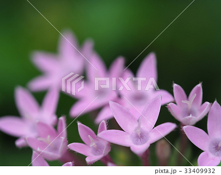 ヘラオオバコの花 33409932