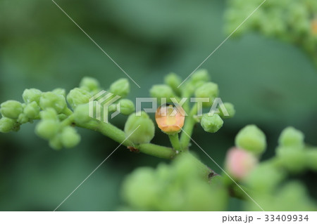 藪枯らし 33409934