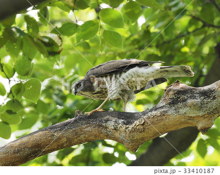 ツミ ツミ 33410187