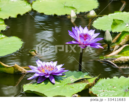 スイレン ブルーミング 開花 33411683