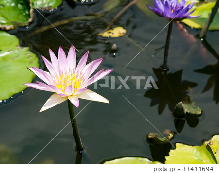 スイレン ブルーミング 開花 33411694