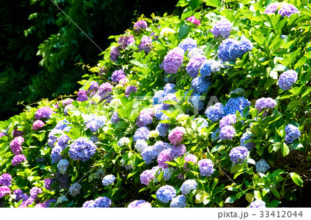 群生する紫陽花 33412044