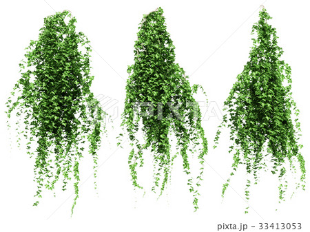 ツタ セット ツタ セット 33413053