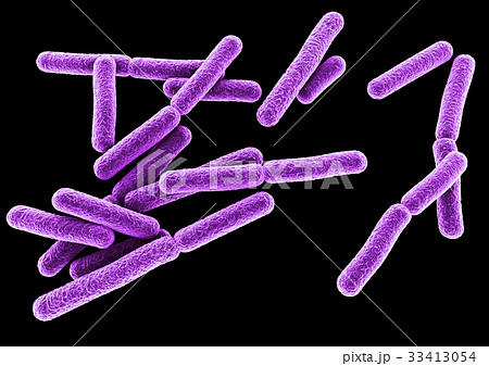 バクテリア　ウイルス　紫 33413054