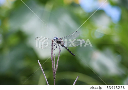 シオカラトンボ 33413228