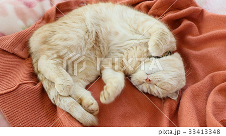 寝相が悪い猫 寝相が悪い猫 33413348