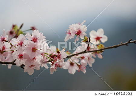 拉拉山 桃畑 モモ畑 33413652