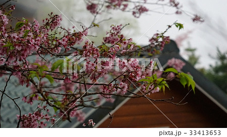 丸太小屋 ログキャビン 春 33413653