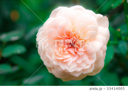 アンブリッジ・ローズ 33414005