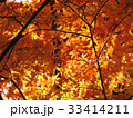 もみじ　紅葉　秋の風景 33414211