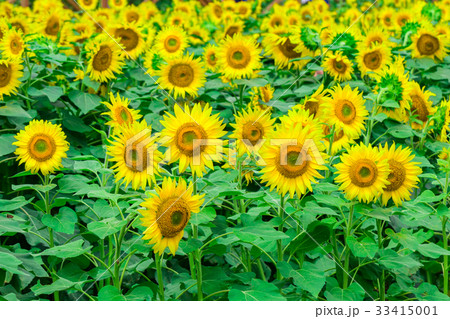 Sunflowers field  blooming  in the garden  33415001