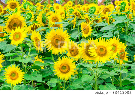 Sunflowers field  blooming  in the garden  33415002