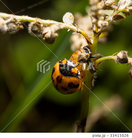 Ladybird with black spots on a green leaf  33415026