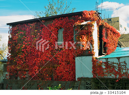 蔦の紅葉 蔦の紅葉 33415104