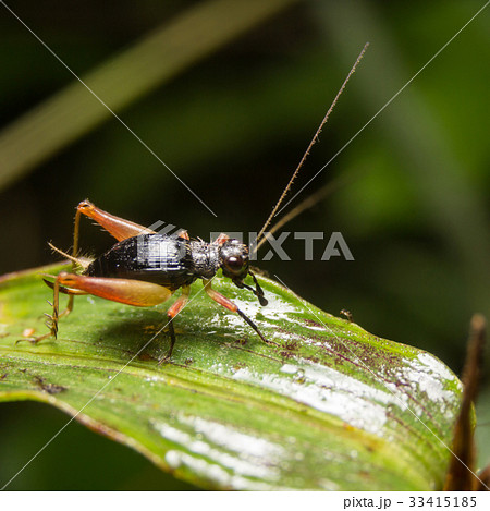 Cricket on nature leaves as background Cricket on nature leaves as background 33415185