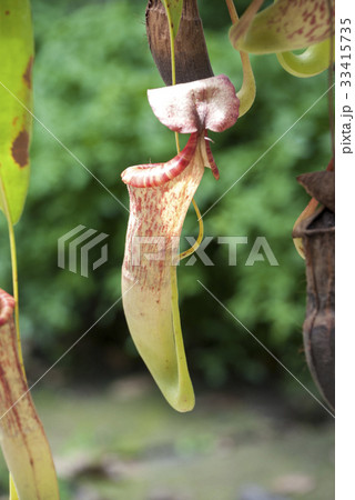 ウツボカズラ 33415735